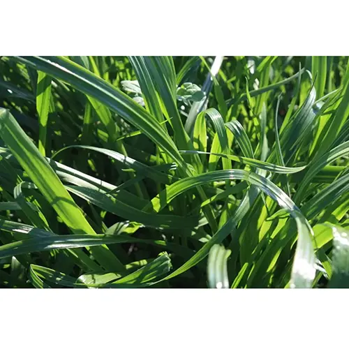 Caramba Yem Bitkisi Tohumu Tetraploid Ryegrass 25Kg