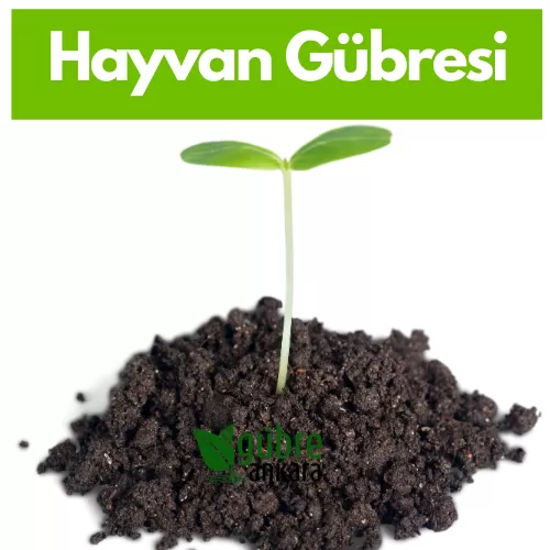 Hayvan Gübresi Hakkında Her Şey