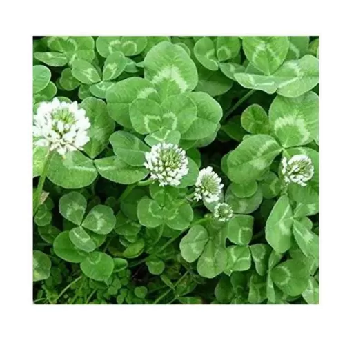 Trifolium Repens Süs Yoncası Tohumu 25 Kg